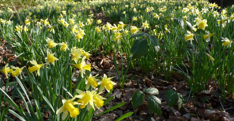 Daffodils near Whitebrook